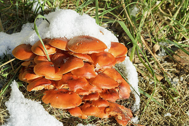 autumn mushroom with snow founded in winter