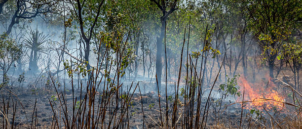 istock Australian bush fire, burning grass, trees and palms 187372578