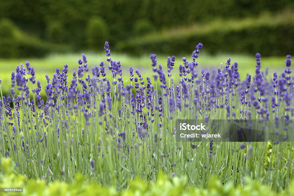 decorative gardens Splendid, decorative gardens at castles in the Valley of Loire Aromatherapy Stock Photo