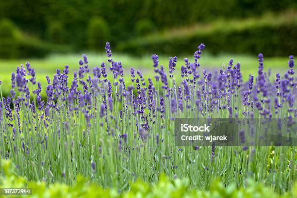 Decorative Gardens Stock Photo - Download Image Now - Aromatherapy, Backgrounds, Beauty In Nature
