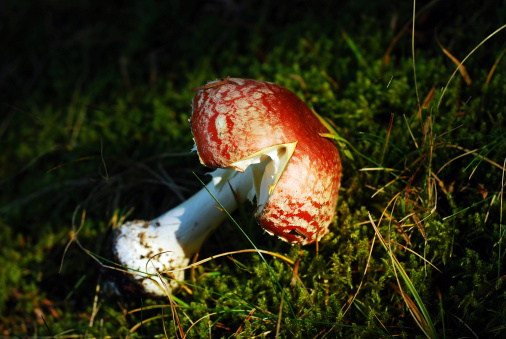 amanita muscaria, toxic mushroom
