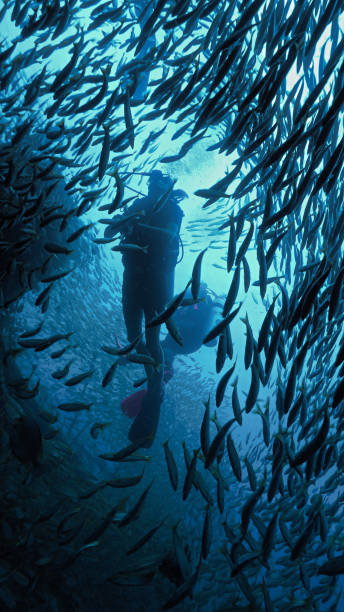 istock Scuba divers surrounded by school of fish at a shipwreck 1873739311
