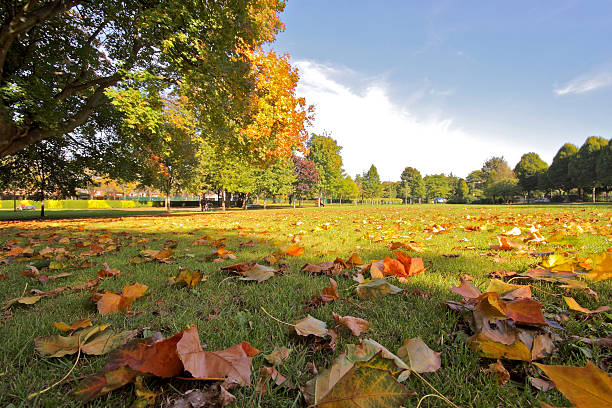 istock Autumn leaves at Herbert Park 187375210