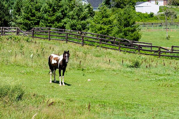 istock Michigan Horse Farm 187375940