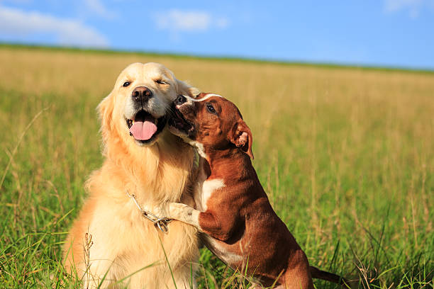 Labrador and Jack Russel playing in field of grass stock photo