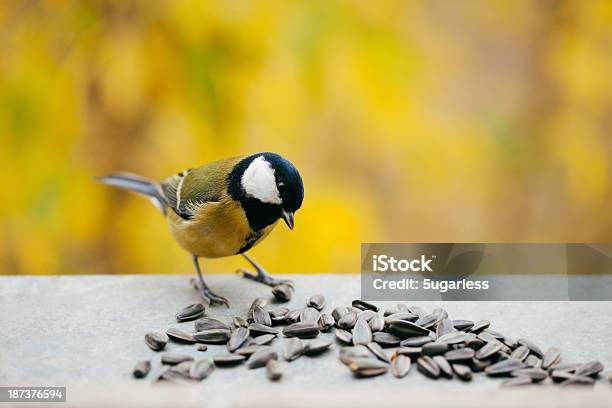 Semillas De Girasol Tomtit Comer Con Espacio De Copia Foto de stock y más banco de imágenes de Pájaro