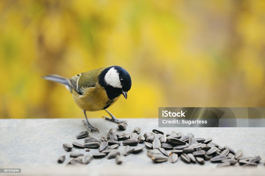 Tomtit eating sunflower seeds with copy space Bird on a yellow autumn background Bird Stock Photo Tomtit eating sunflower seeds with copy space Bird on a yellow autumn background Bird Stock Photo