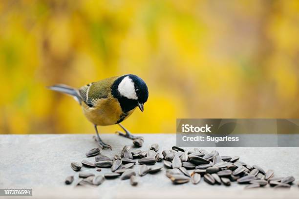 Tomtit Jedzenie Nasion Słonecznika Z Kopii Przestrzeni - zdjęcia stockowe i więcej obrazów Ptak