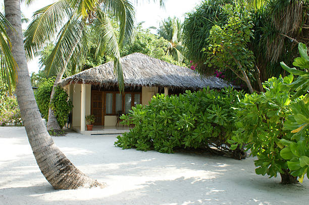 istock Tropic island house and plants. 187377172