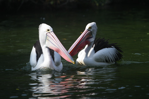 Pelicans swim in the pond