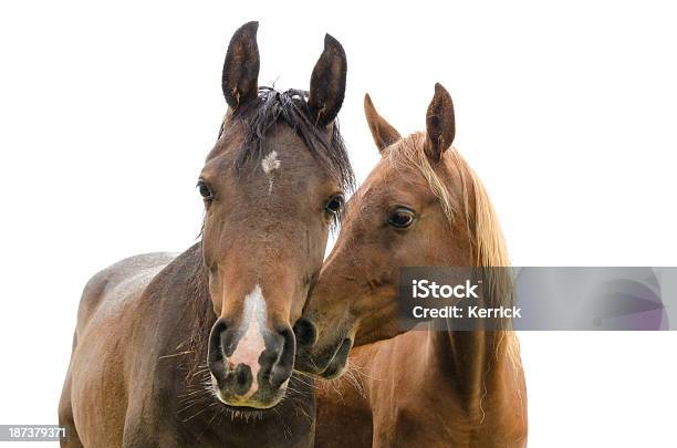 Porträt Wenn Pferdeisoliert Auf Weiss Stockfoto und mehr Bilder von Pferd - Pferd, Weißer Hintergrund, Araberpferd