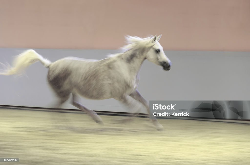 Schwenken, Bewegungsunschärfe-Pferd in - - Lizenzfrei Aktivitäten und Sport Stock-Foto
