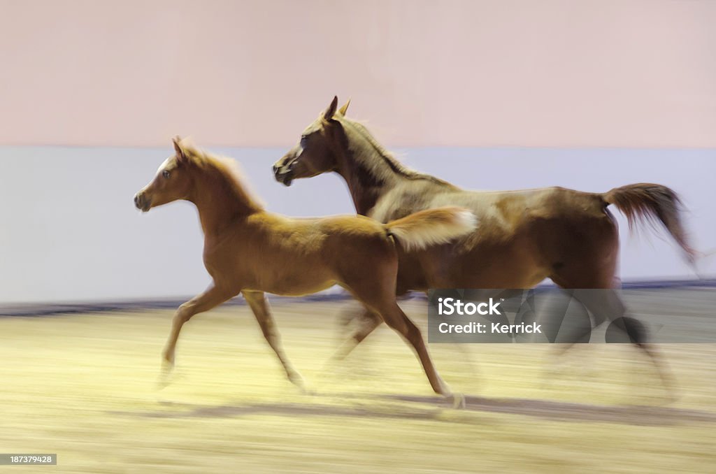 Schwenken, Bewegungsunschärfe-Pferde in - - Lizenzfrei Aktivitäten und Sport Stock-Foto