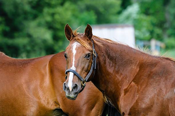 istock Horse Farm in Michigan 187379805