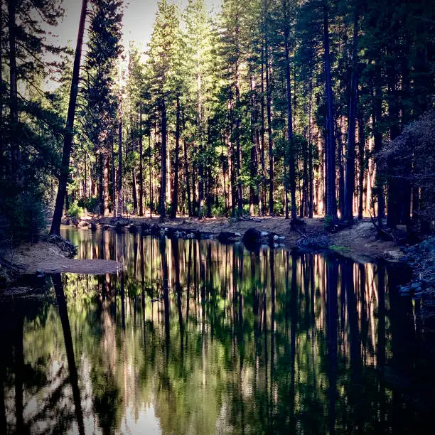 This photograph depicts a tranquil riverscape in Yosemite Valley  flanked by a dense forest, reflecting the trees on the water's surface with rocks and a submerged log adding to the natural beauty.