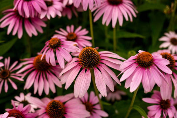 istock Pink flowers 1873800447