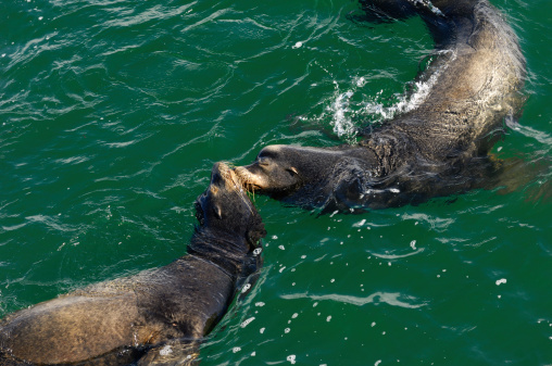 Large group of wild California sea lions (Zalophus californianus) swimming together.