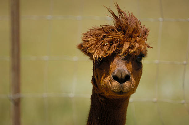 istock Close-up of Brown Alpaca 187380061