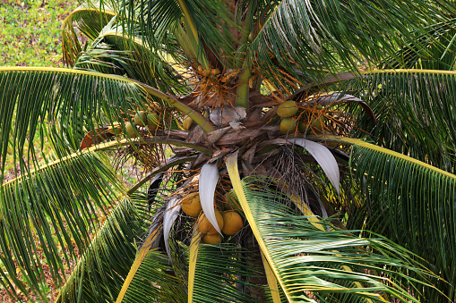 Close-up of yellow coconuts against a blue sky, on a tropical palm tree.