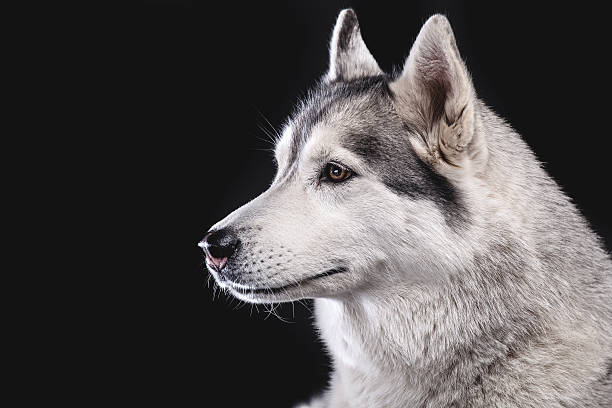 siberian husky stock photo