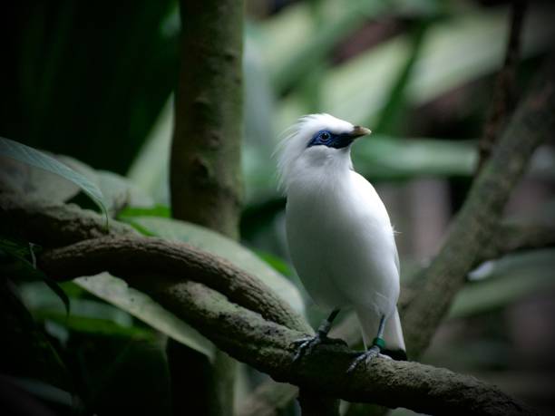istock Bali Myna Closeup 1873806550