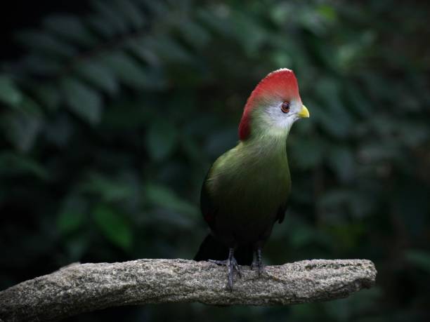 istock Red Crested Turaco Bird Closeup 1873806687