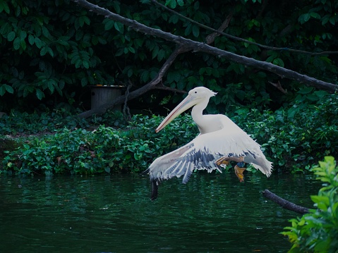 Swan taking flight.