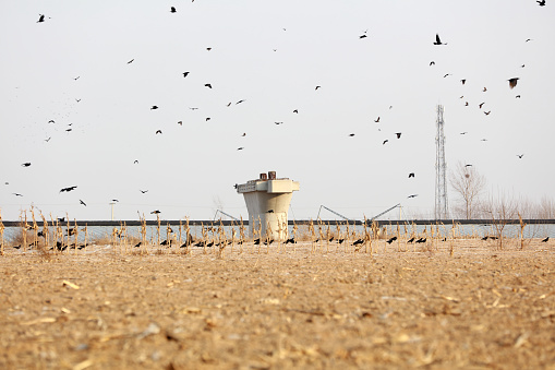 Crows in groups near a construction site, Tangshan, China
