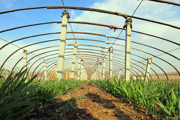 Leek and greenhouse frame