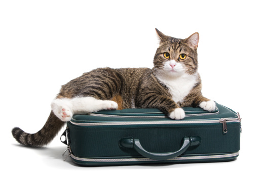 Grey cat sitting in a green suitcase, white background