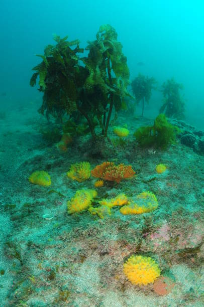 istock Colourful Sponges And Ecklonia Kelp 1873820025