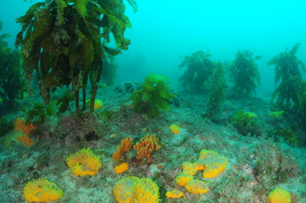 istock Colourful Sponge Garden And Kelp 1873820532