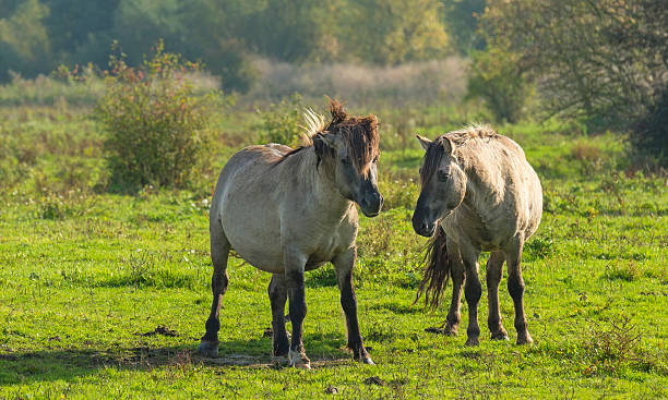 istock Wild Konik horses in a meadow at fall 187382102
