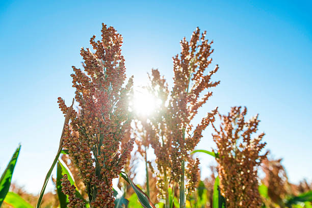 Sunrise highlights the rows of red heads of sorghum against a blue sky