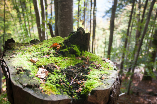 Rotten tree trunk with moss