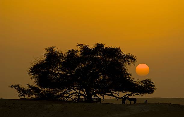 Tree of Life Sunset A sunset silllouhette shot of the Tree of Life in Bahrain with sun framed by the branches bahrain stock pictures, royalty-free photos & images