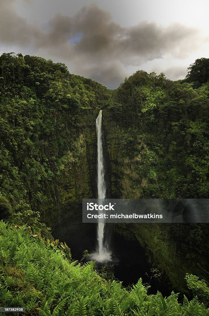 Akaka Falls Vertical photograph of Akaka Falls State Park in Hawaii. 'Akaka Falls Stock Photo