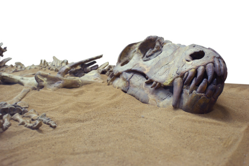 Fossilized dinosaur bones and skull in the send.