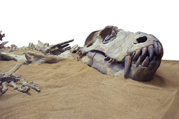 Dinosaur in the send Fossilized dinosaur bones and skull in the send. extinct stock pictures, royalty-free photos & images
