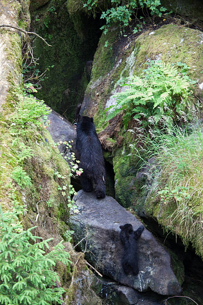 istock Bear Cub Following Mom 187383147