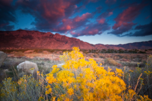 a sagebrush chamisa plant in yellow autumn glory grows in a desert meadow beneath the ridges and peaks with dramatic sky filled with clouds at sunset.  such beautiful outdoor nature scenery can be found at the sandia mountains in albuquerque, new mexico.  horizontal wide angle composition with selective focus on foreground yellow blossoms.