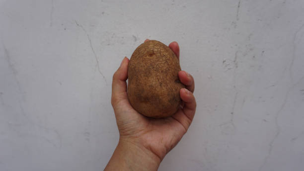 istock a potato being held by someone, isolated by white background 1873837285