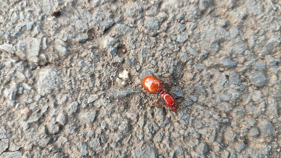 close up view of red queen ant walking on paved road