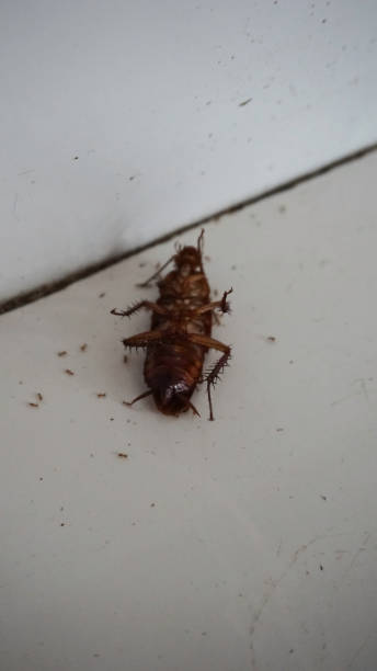 istock dead cockroach lying on the floor and surrounded by ants 1873851116