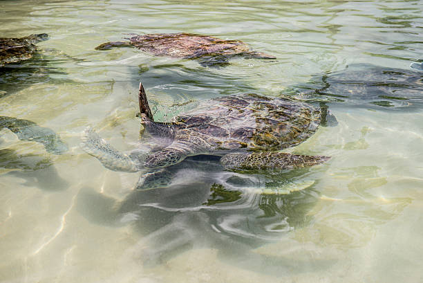 istock Pool of Green Sea Turtles 187385863