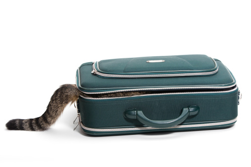 Cat sits in a suitcase and you only see the tail