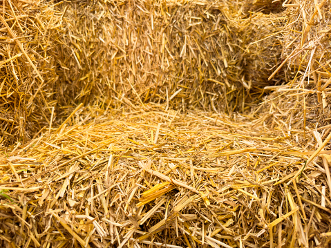 Hay rolls are located in flooded river water in the autumn.