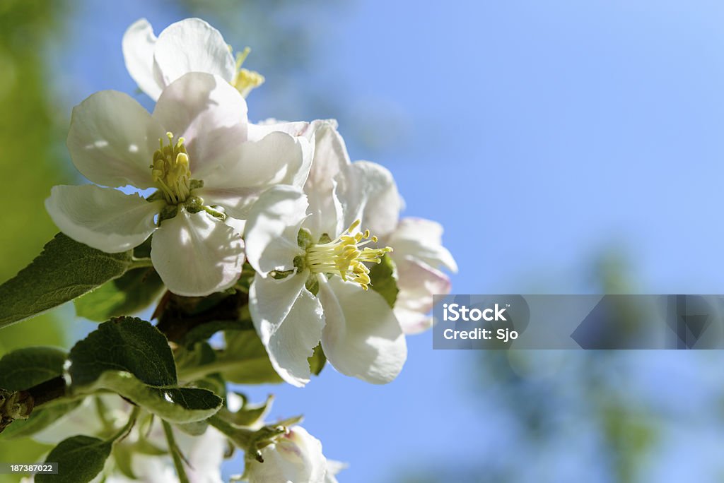 Apple blossom - Lizenzfrei Apfel Stock-Foto