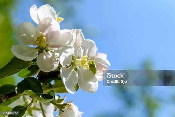 Apple Blossom Stockfoto und mehr Bilder von Apfel - Apfel, Apfelbaum, Apfelbaum-Blüte