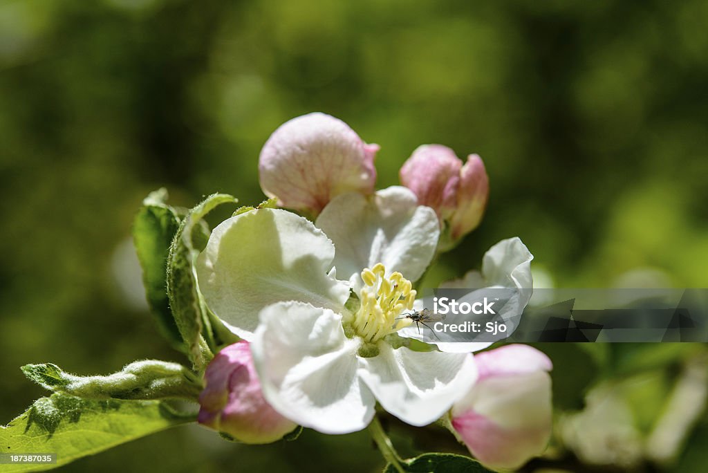 Apple blossom - Lizenzfrei Apfel Stock-Foto